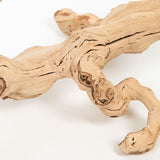 Branching out natural grape wood branch close up Galey Alix 
