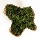 Teak on fleek hand carved natural teak bowl filled with moss Galey Alix